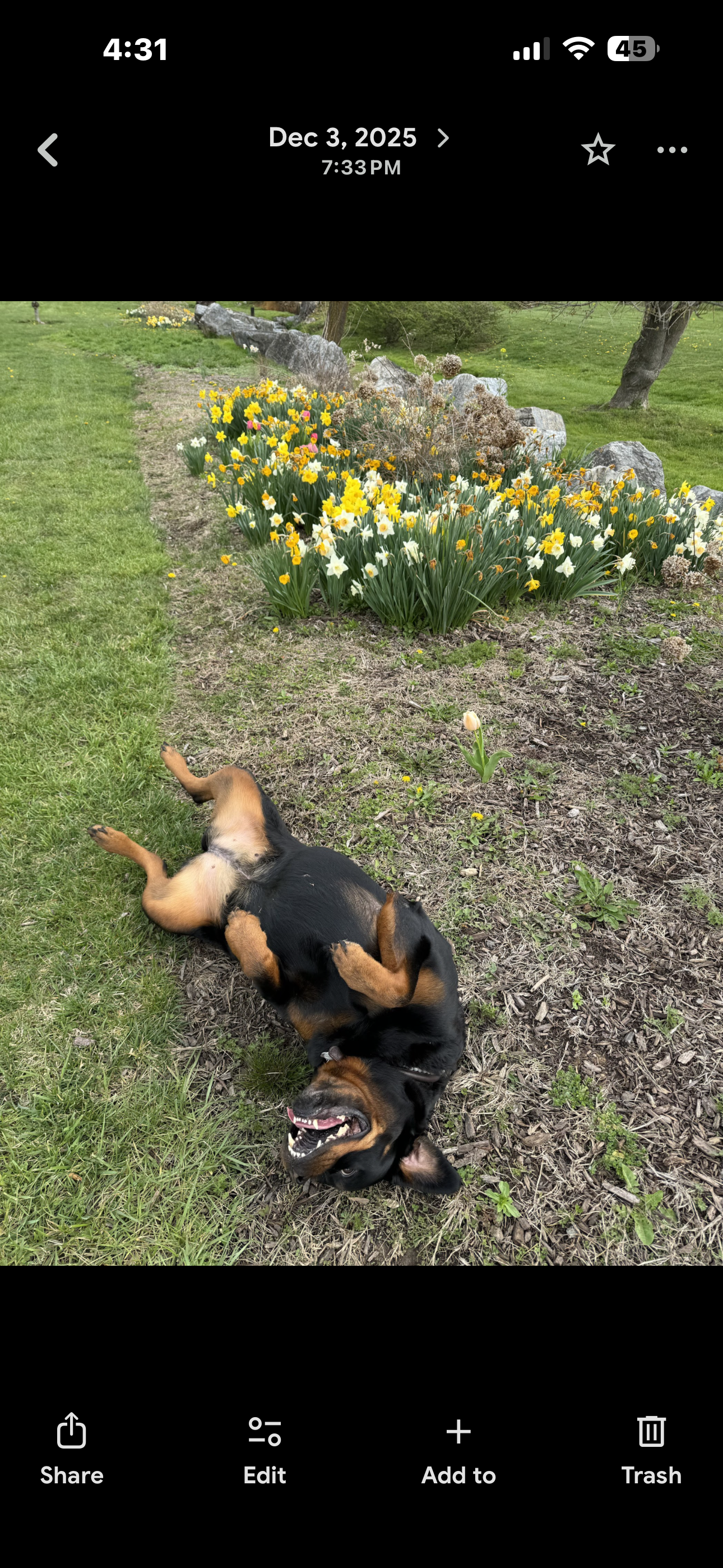 Adalai rolling on her back in green grass next to bright yellow daffodils.